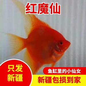 红魔鬼神仙燕鱼 燕子 活体 新疆乌鲁木齐地产 全疆发货