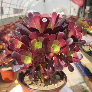 欧紫法师欧版紫阳绒法师紫羊绒周正捧花老桩大型多肉植物老桩实拍