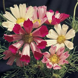 16夏日阳光店淘宝夏夏花店*tm*花环菊进口菊花种子四季种耐寒秋播冬