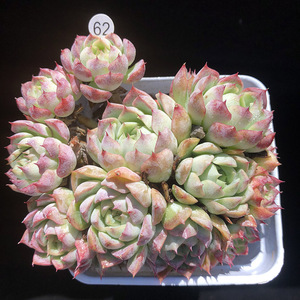 多肉植物沙罗姬