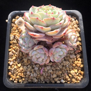 勃朗峰多肉植物一物一拍 小贵货白里透粉 精控支票实拍 景天圆叶