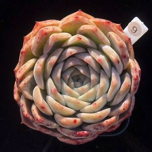 爱神 多肉植物月影系血斑饱满周正小包子一物一拍1月新【心姑娘】