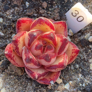 库苏kusu 多肉植物冬云血斑暗红底单头自然群可拼盘一物一拍3月新