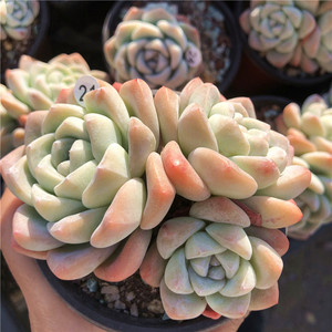 冰玉多肉植物多头群生老桩控养精品一物一拍透明果冻新品10.1日更