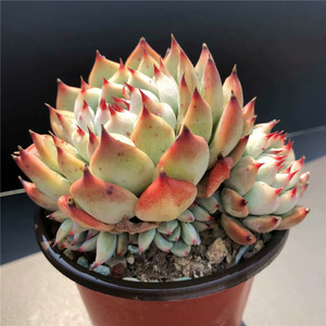 桃太郎 水蜜桃多肉植物控养群生老桩 一物一拍 4.3实拍【心姑娘】