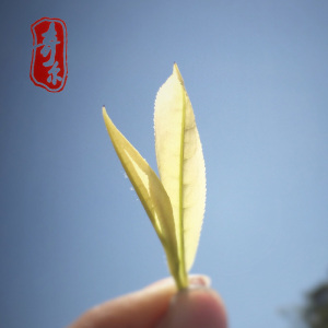 白玉仙茶【奇尔金奖惠明】2021新春茶叶50g罐装绿茶畲乡景宁特产