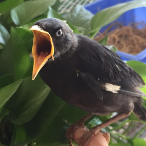 八哥鸟活鸟幼鸟海八黑八林八雏鸟鸟食营养饲料包活画眉鹩哥鸟活体