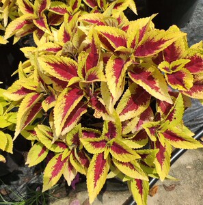 200人付款淘宝新品彩叶草植物七彩苗四季观叶五彩苏多年生阳台s庭院