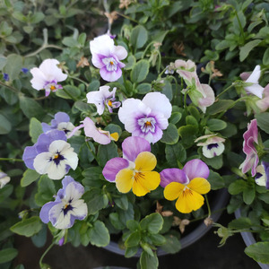 三色堇盆栽苗角堇耐寒冷猫儿脸阳台盆栽花卉植物蝴蝶花卉花苗角瑾