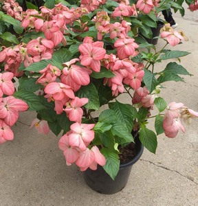 粉纸扇盆栽 粉叶金花带花 粉萼花红叶金花玉叶金花花期长大棵盆栽