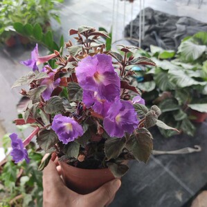 耐热耐阴苦苣苔科长筒花盆栽带花垂筒花易爆花阳台花卉包邮