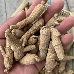 云南深山野生西洋参农家采挖干货250克