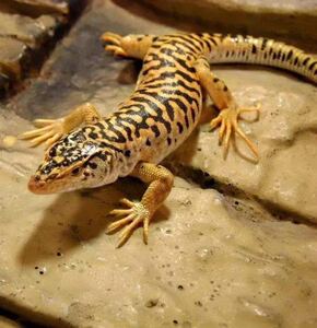 蜥蜴宠物暴风雪