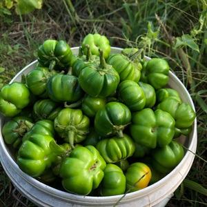 云南腾冲傣族蔬菜 时令野味苦子果 食用洋苦茄 特色酸汤苦子500克