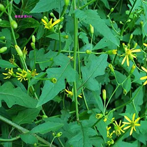 深山纯野生千里光中药材九里明一扫光新鲜洗澡专用药材