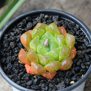 彩色玉露 十二卷多肉植物 全状态办公室内绿植盆栽精品好养易度夏