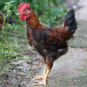 tb366609192淘宝东北大公鸡小笨鸡月子鸡现杀农家散养柴土鸡新鲜