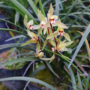 四川春兰多花苞浓香盆景盆栽绿植室内花卉兰花兰草原生品种国兰24人