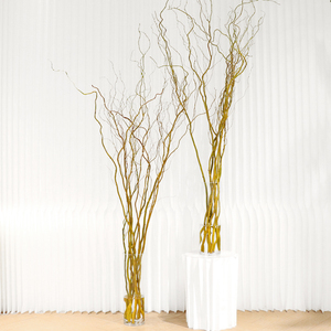 荷兰进口金龙柳鲜切枝条水培养植物室内客厅插花干枝盆栽好养绿植