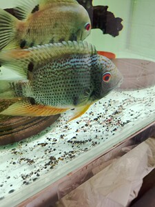 肯梅塔菠萝 南美慈鲷 观赏鱼 热带鱼观赏鱼活体