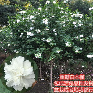 白色木槿花大苗重瓣鸡肉花当年开花白水锦花树苗庭院食用药用植物