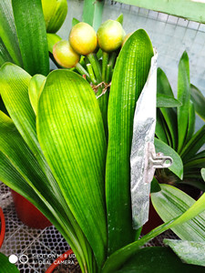 新品黄体室内盆栽花卉君子兰盆栽精品客厅精品浅体花种子粒种球