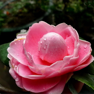 宫粉小桃红茶花