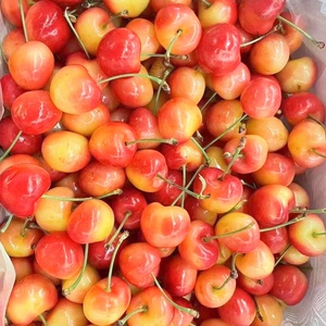 现货智利雷尼尔黄金车厘子三藩市黄车樱桃礼盒新鲜水果顺丰空运