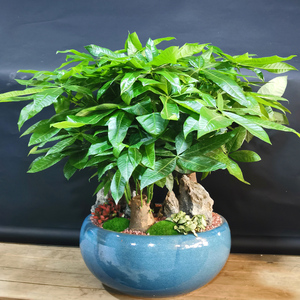 发财树盆栽植物室内大客厅招财粗杆开张乔迁招财树盆景广州
