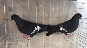 甘谷高飞鸽子活体种鸽高飞鸽子甘肃高飞白瓦斑甘谷老品种高飞包邮