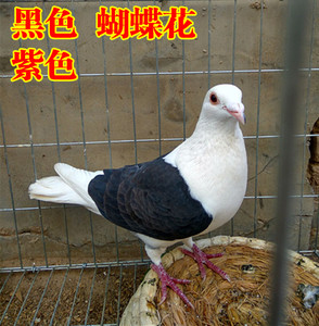 蝴蝶花精品信鸽种鸽一对活体公斤鸽观赏鸽 淑女尼姑 点子凤尾鸽子