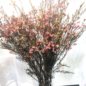 pthaha淘宝澳梅花束长花期腊梅风蜡花淘金彩梅染色干花澳洲鲜切礼品