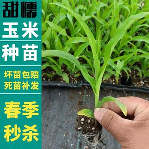 高产水果甜玉米苗子带土发货彩色黑白香糯粘玉米秧苗种苗阳台盆栽