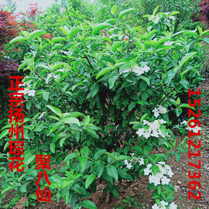 琼花 琼花树苗 扬州市花 木本花卉 庭院点缀