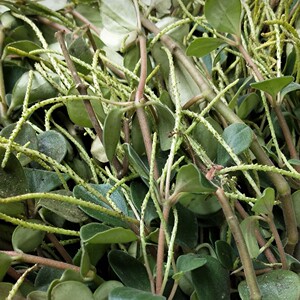 中药材石蝉草  又名火伤叶.  胡椒草   豆瓣七  新鲜货