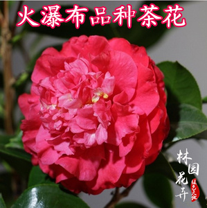 精品种茶花苗火瀑布茶花盆栽树苗四季绿植物花卉观花庭院阳台包邮