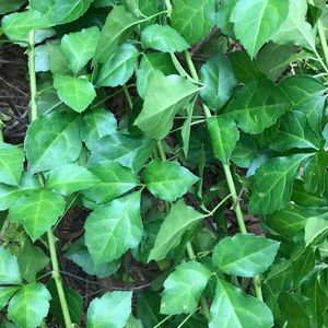 野生白簕 新鲜苦刺叶三叶五加苦刺茶三加簕钩菜枝叶发货500克