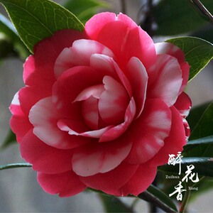 花鹤翎茶花