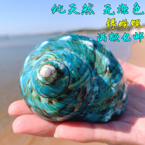 特大绿螺天然贝壳海螺鱼缸造景装饰品卷贝鱼寄居蟹备用替换壳摆件
