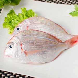 【当日捕捞】3斤纯野生新鲜海钓赤棕鱼赤鯮鱼立鱼真鲷海一斤4-6条