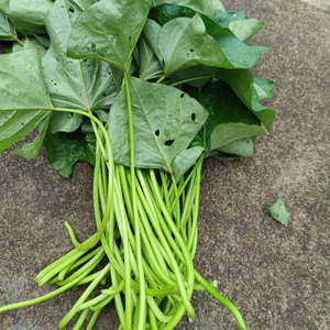 000人付款淘宝湖北农家自种新鲜红薯梗地瓜梗红苕梗茎番薯藤杆子老