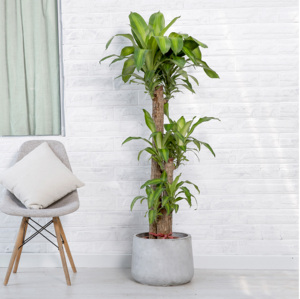 802人付款淘宝巴西木盆栽金心巴西铁树盆景室内办公室家居大型植物