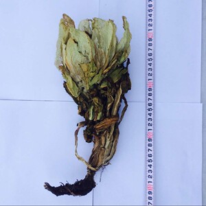 雪莲花天山野生雪莲花新疆整株带根雪莲滋补营养品养生泡酒料包邮