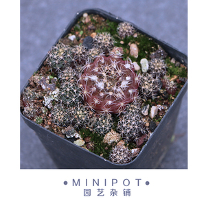 minipot园艺 紫云丸士童 实生仙人球桌面植物盆栽 带盆带土发货