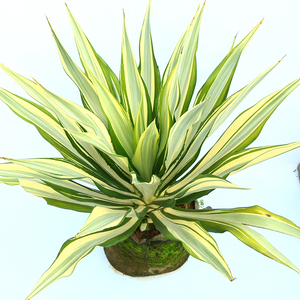 龙舌兰植物盆栽大型