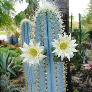 minipot 蓝色仙人柱 金青阁 越晒越蓝仙人掌沙生植物多肉植物盆栽