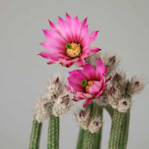 minipot 银钮 开花仙人球仙人掌鹿角柱属仙人棒多肉植物