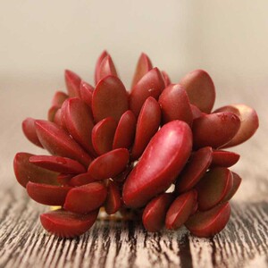 克拉夫多肉群生多头鸡血红色防辐射桌面阳台趣味组合花卉组合盆栽