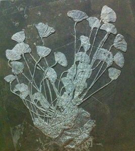 《贵州》海百合化石