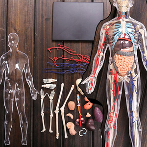 4d master人体模型医学骨骼血管1:6解剖拼装模型教学展示用具